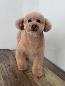 12月23日のわんこたちの写真