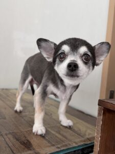 12月28日のわんこたちの写真