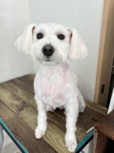 12月11日のわんこたちの写真