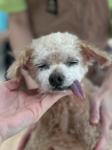 12月6日のわんこたちの写真
