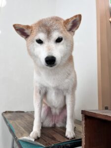 12月30日のわんこたちの写真