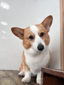 12月14日のわんこたちの写真