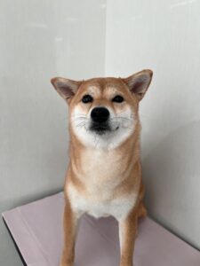 杏ちゃんのトリミング写真