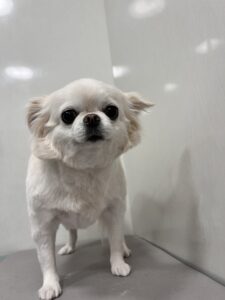 おとちゃんのトリミング写真