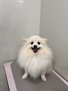 おもちくんのトリミング写真