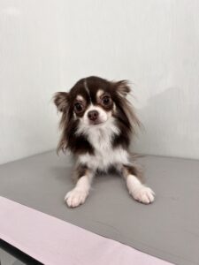 かりんちゃんのトリミング写真