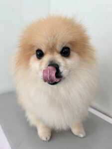 きなこちゃんのトリミング写真