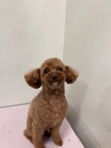くぅくんのトリミング写真