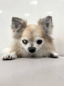 くっきぃ～ちゃんのトリミング写真