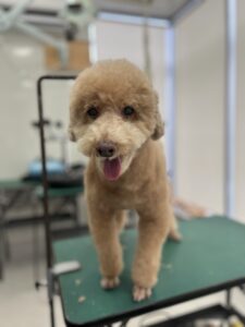 くりおくんのトリミング写真