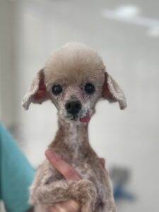 くるみくんのトリミング写真