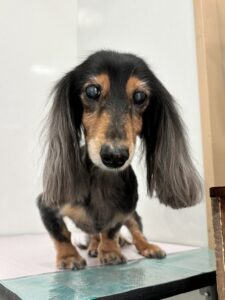 くーちゃんのトリミング写真