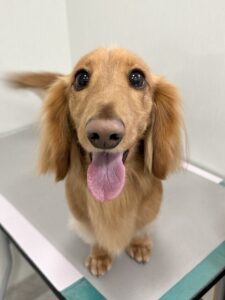 こうたくんのトリミング写真