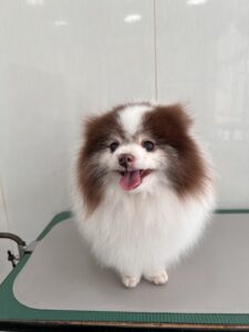 ココアちゃんのトリミング写真