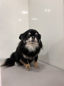 ここくんのトリミング写真