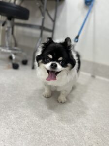 ココくんのトリミング写真