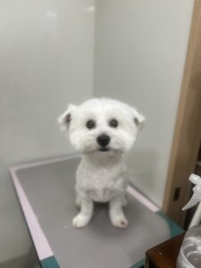 ココちゃんのトリミング写真