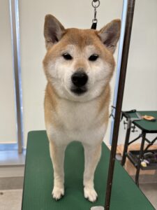 小太郎くんのトリミング写真