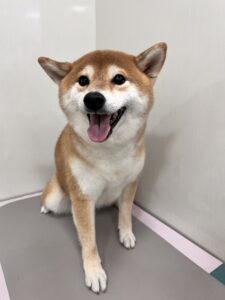 こなつちゃんのトリミング写真