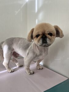 こむぎくんのトリミング写真