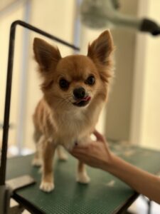 こりきくんのトリミング写真