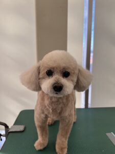 コロくんのトリミング写真
