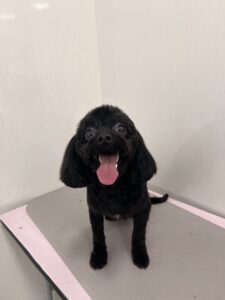 コロくんのトリミング写真