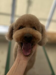 コロくんのトリミング写真