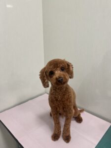 ごまみくんのトリミング写真