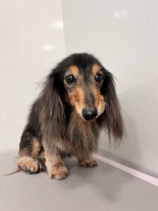 さくらちゃんのトリミング写真