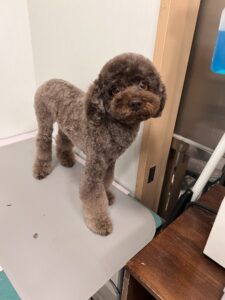 サランちゃんのトリミング写真