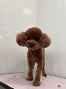 シフォンちゃんのトリミング写真