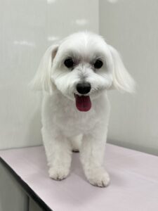 しろくんのトリミング写真