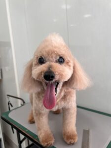 シンバくんのトリミング写真