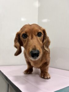 しまちゃんのトリミング写真