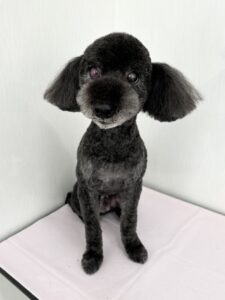 ぜうすくんのトリミング写真