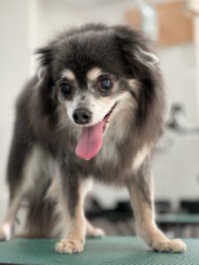 ソラくんのトリミング写真