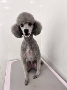 たけ丸(まる)くんのトリミング写真