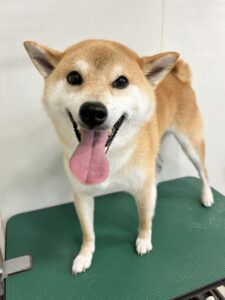 タロくんのトリミング写真