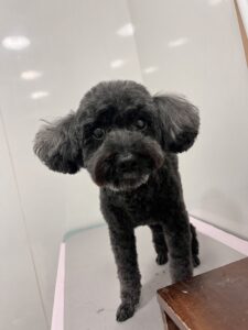 ちょこちゃんのトリミング写真