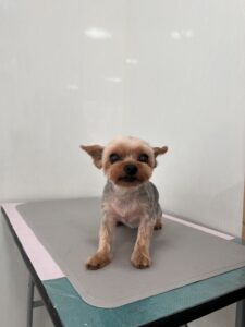 チョコちゃんのトリミング写真
