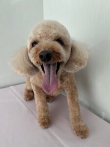 チョコンくんのトリミング写真