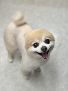 チロくんのトリミング写真