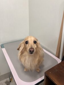 てんくんのトリミング写真