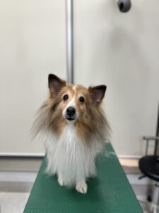 はなちゃんのトリミング写真