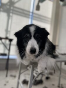 ハルちゃんのトリミング写真