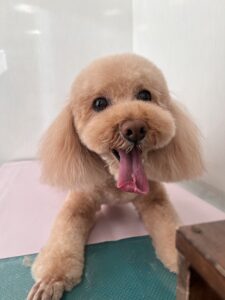 パルムくんのトリミング写真