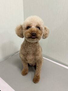 ぱんちゃんのトリミング写真