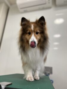 ヒカちゃんのトリミング写真