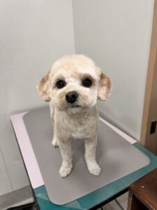 ベルちゃんのトリミング写真